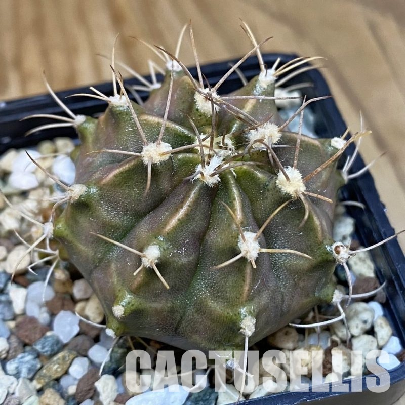 SH20633 Gymnocalycium mihanovichii ‘Rusty’