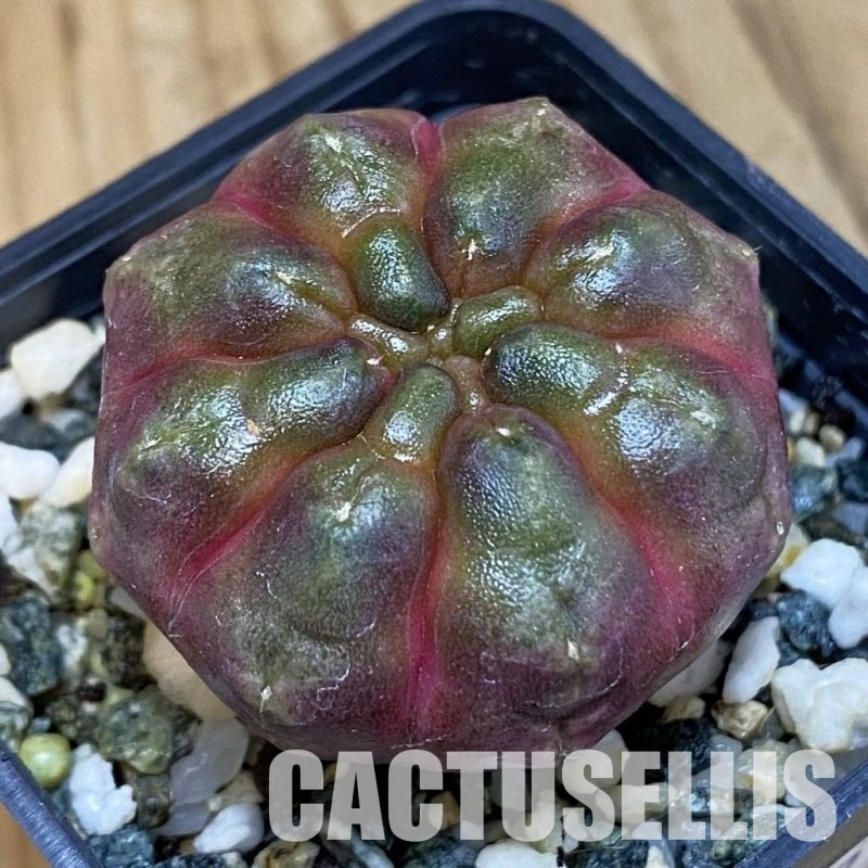 SH20587 Gymnocalycium mihanovichii ‘Day Dream’, seedling