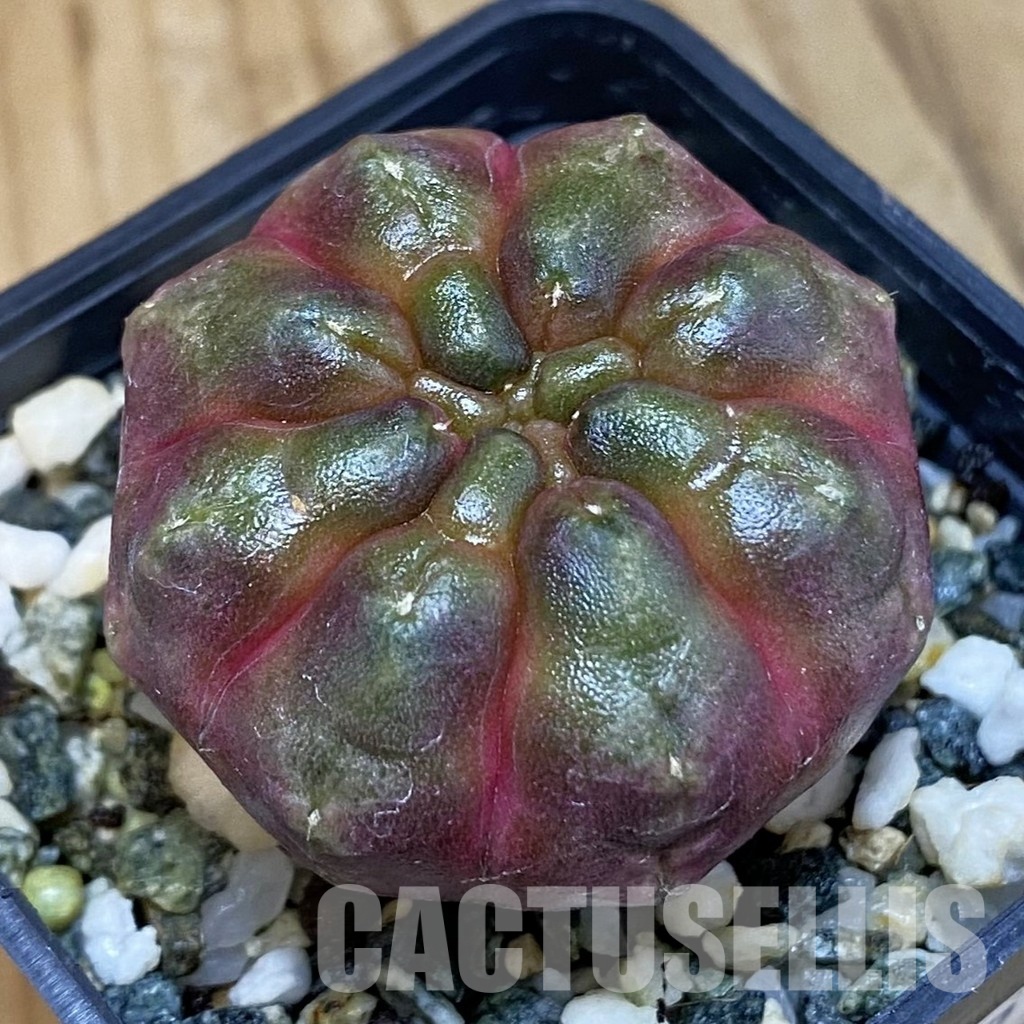 SH20587 Gymnocalycium mihanovichii ‘Day Dream’, seedling