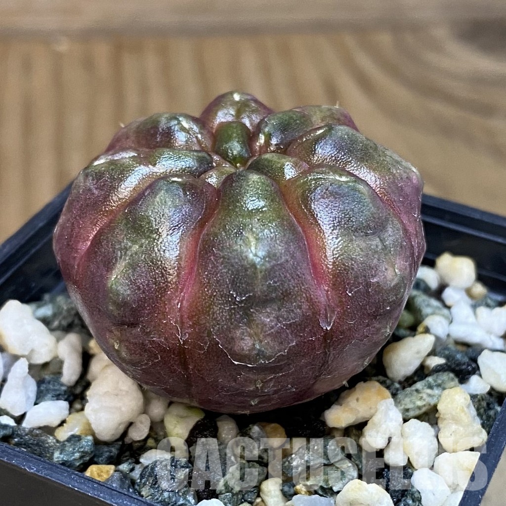 SH20587 Gymnocalycium mihanovichii ‘Day Dream’, seedling - 画像 (2)