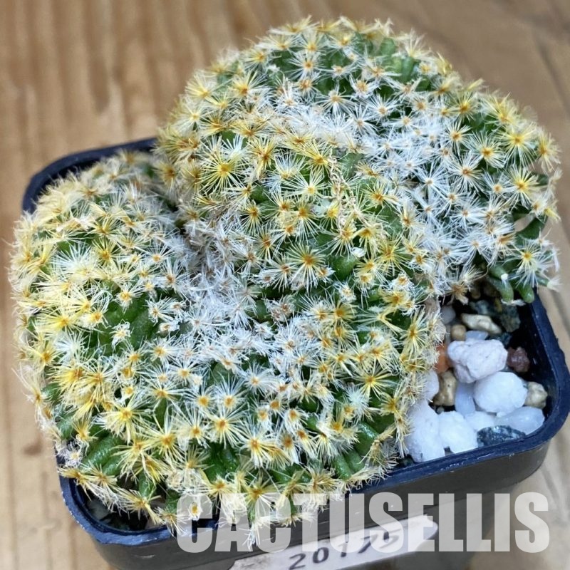 SH20175 Mammillaria schiedeana f. cristata