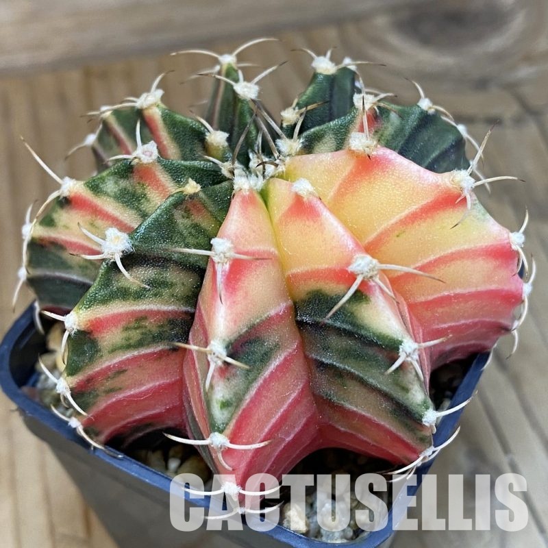 SH256 Gymnocalycium friedrichii LB f. variegata seedling