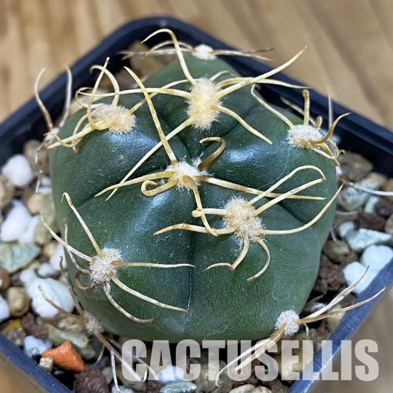 SH18545 Gymnocalycium denudatum, select form