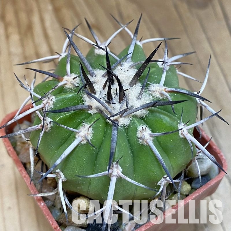 SH19003 Discocactus aff. alteolens MH 587, own roots