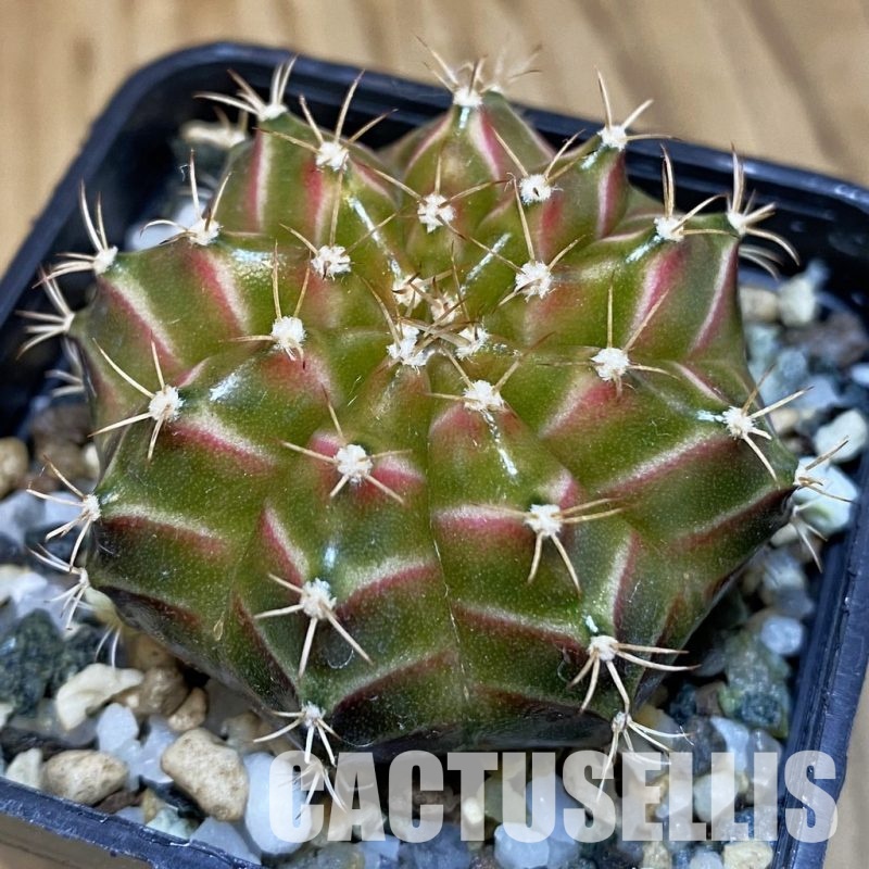 SH20648 Gymnocalycium mihanovichii ‘Neon’