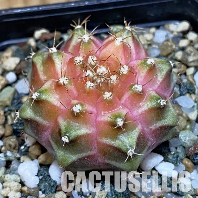 SH19809 Gymnocalycium mihanovichii 'Neon' Pink