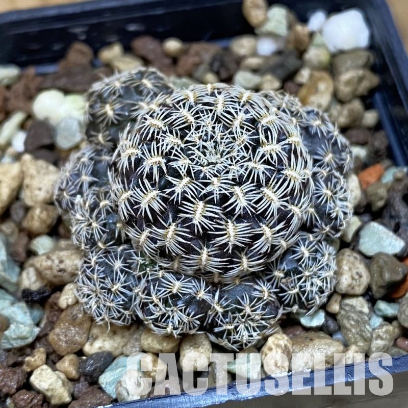 SH18696 Sulcorebutia augustinii LH 1721