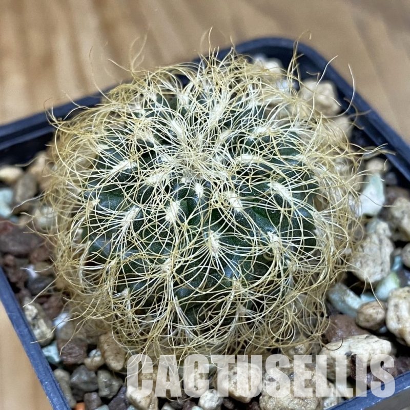 SH18695 Sulcorebutia patriciae