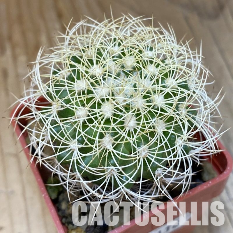 SH18116 Discocactus araneispinus MH 733, own roots