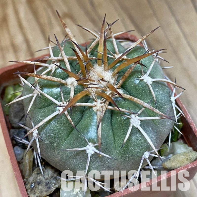 SH18102 Discocactus sp. North-West cavalcante MH 765, own roots