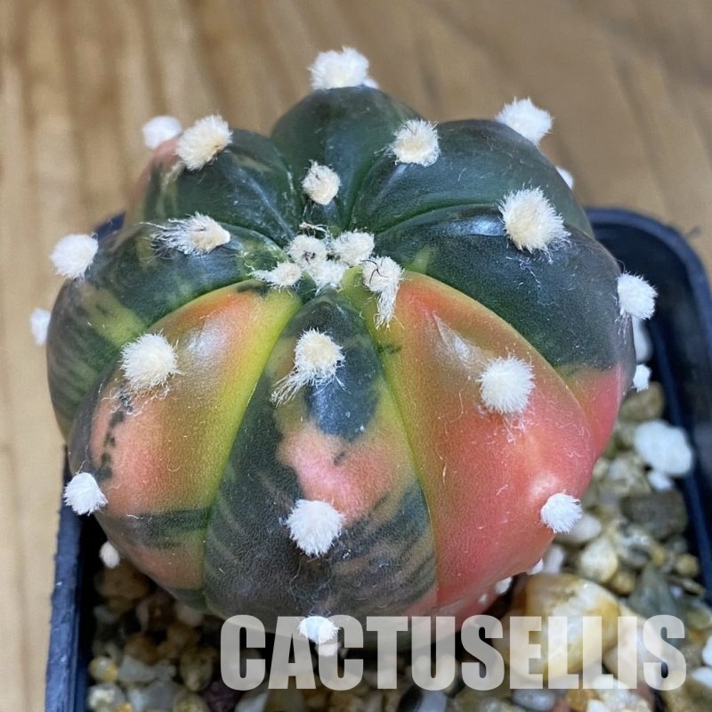 SH16662 Astrophytum asterias ‘Purple Skin’ f. variegata