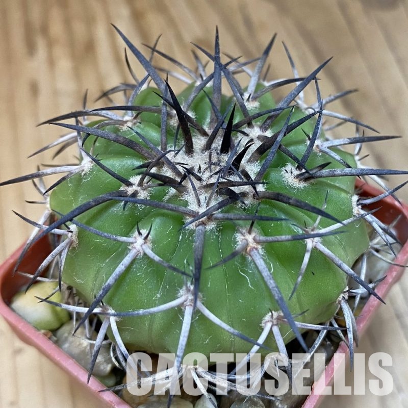 SH19008 Discocactus sp. Innai MH587, own roots