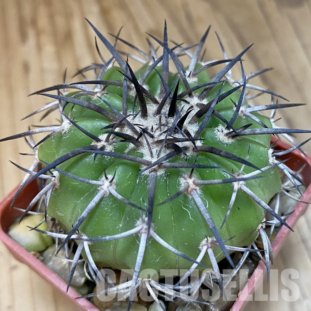 SH19008 Discocactus sp. Innai MH587, own roots