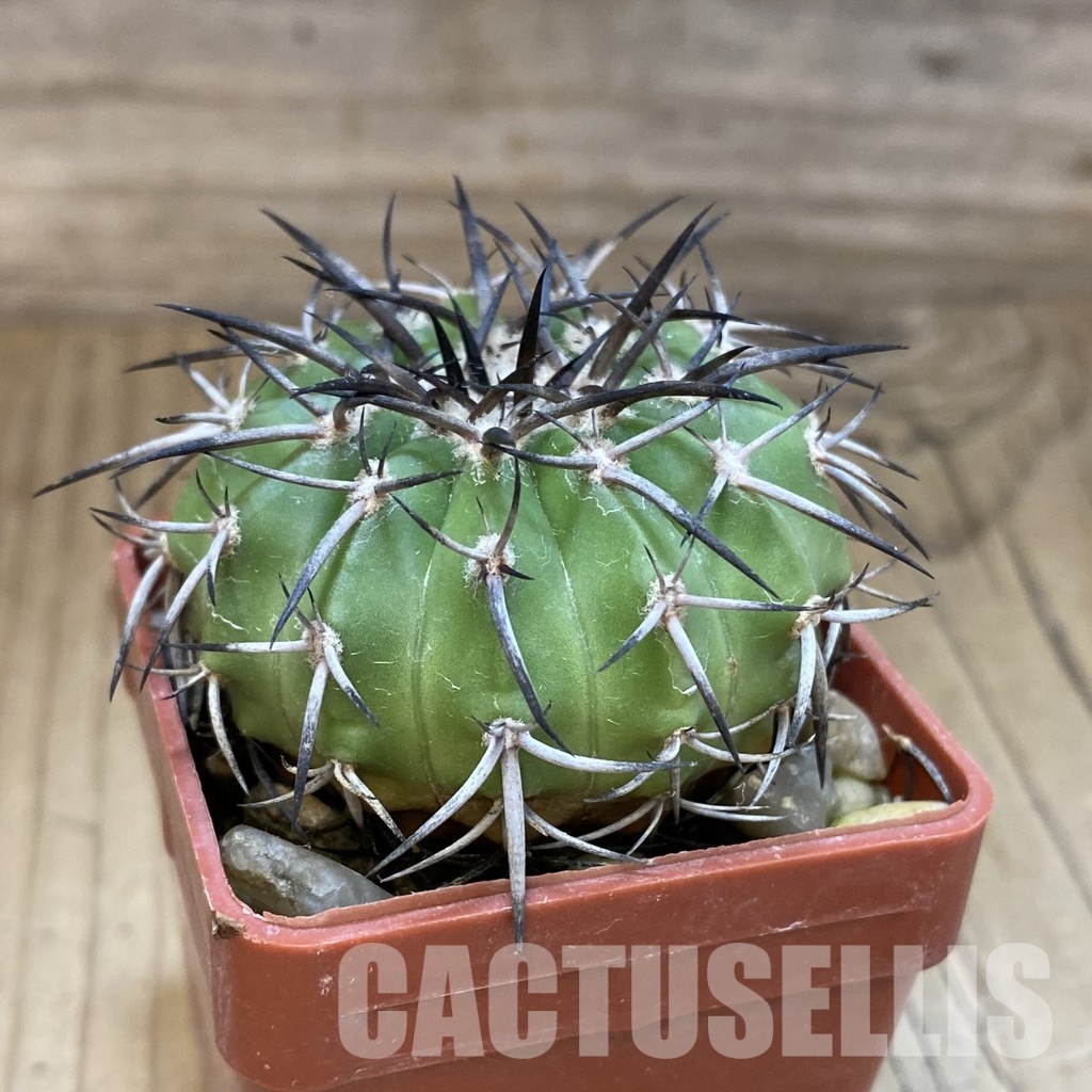 SH19008 Discocactus sp. Innai MH587, own roots - Image 2