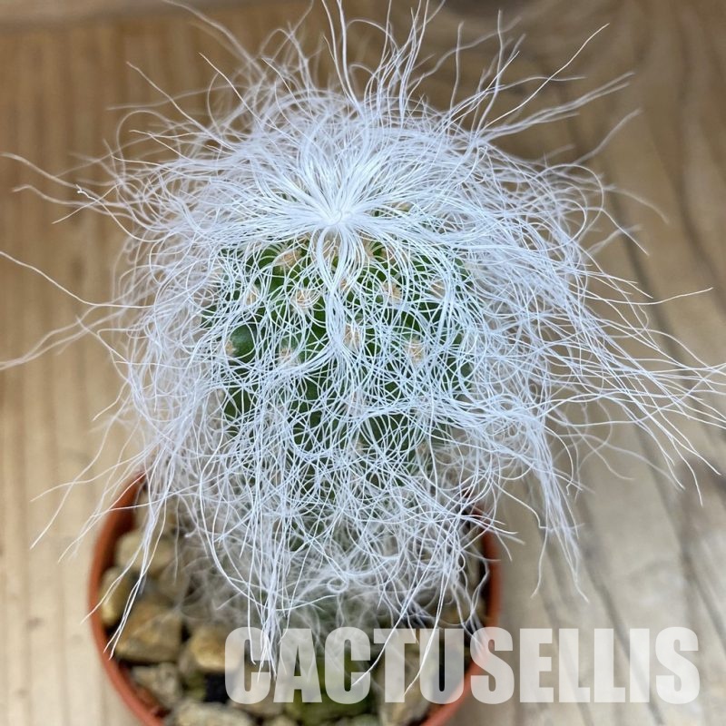 SH18253 Cephalocereus senilis