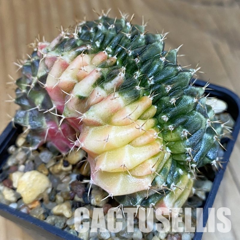 SH18725 Gymnocalycium mihanovichii f. variegata cristata