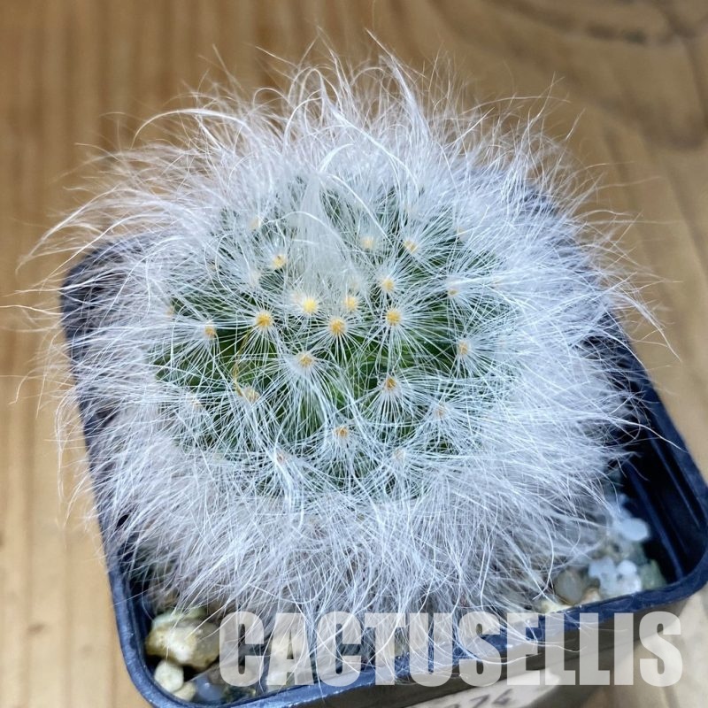 SH20274 Mammillaria guelzowiana LAU 640