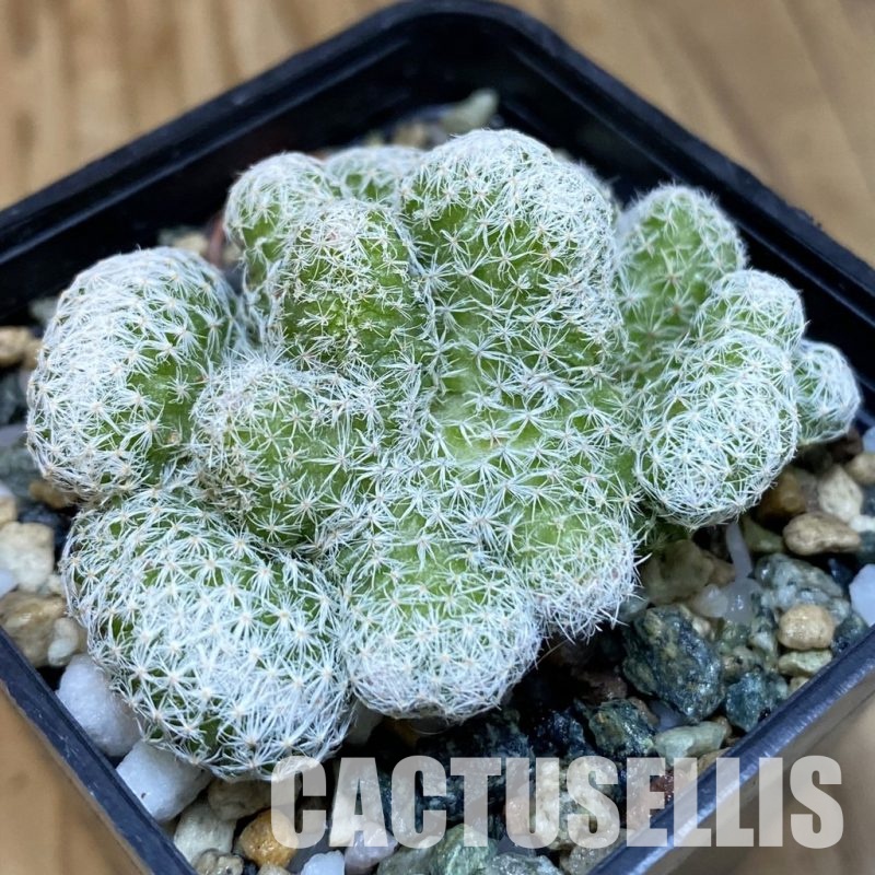 SH19732 Mammillaria humboldtii f. cristata