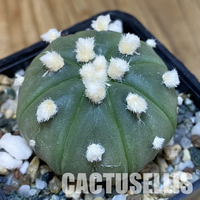 SH20158 Astrophytum asterias ‘Ooibo’