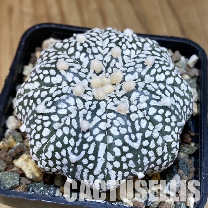 SH24087 Astrophytum asterias ‘Super Kabuto’ V-type