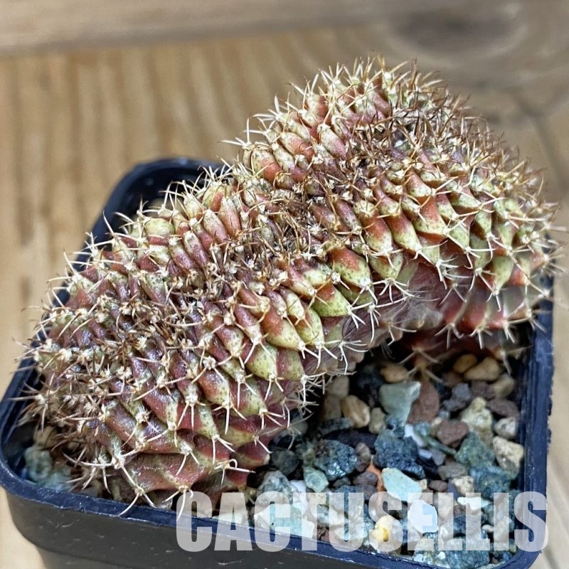 SH23797 Gymnocalycium mihanovichii f. cristata