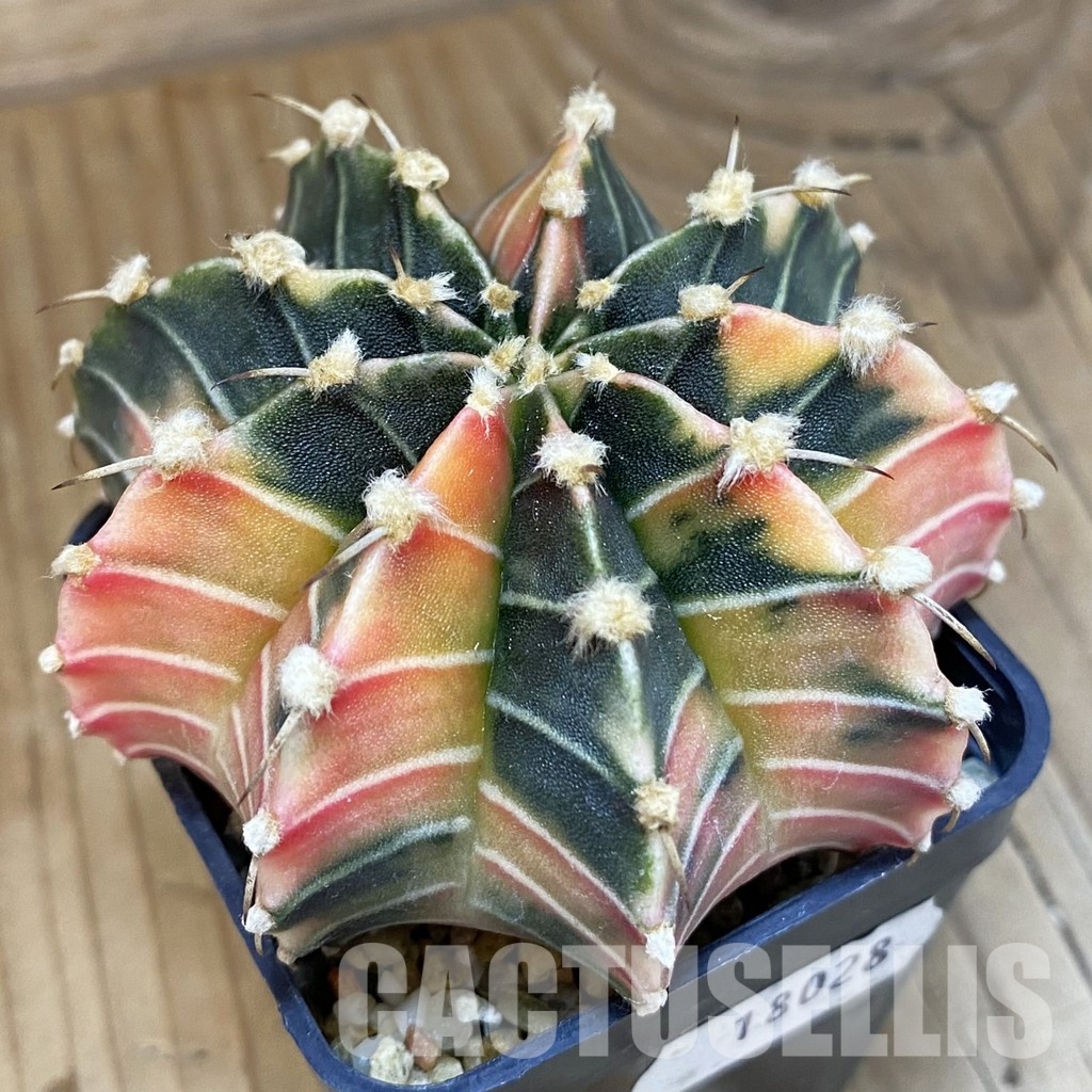 SH18028 Gymnocalycium friedrichii f. variegata