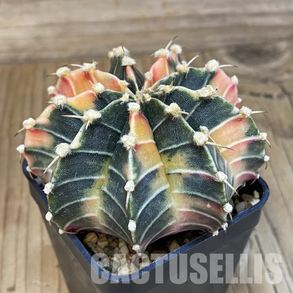 SH18028 Gymnocalycium friedrichii f. variegata - Image 2