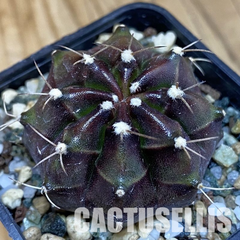 SH19832 Gymnocalycium mihanovichii 'Black Boxer'
