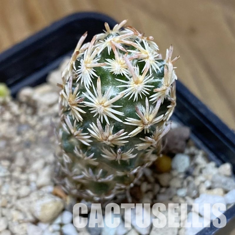 SH9416 Escobaria nellieae v. minima