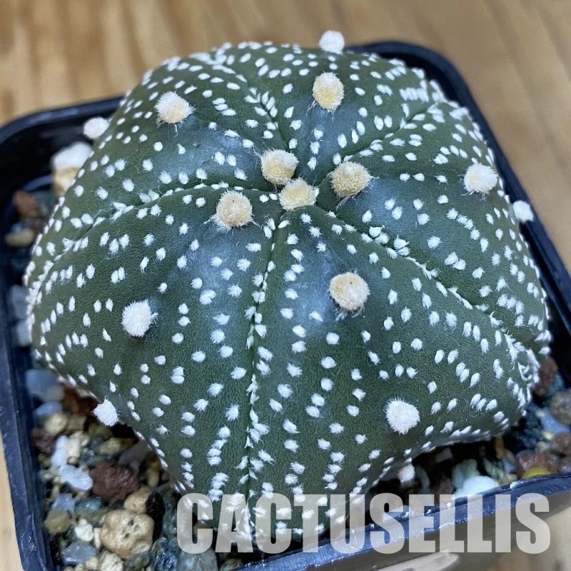 SH20480 Astrophytum asterias ‘Kikko’, 5-ribs