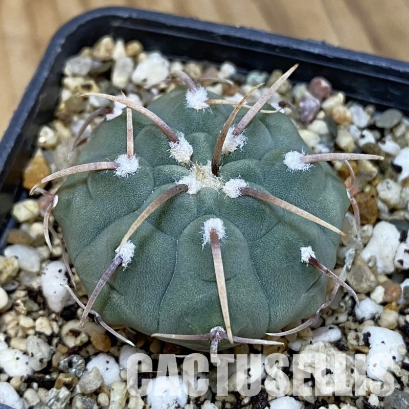 SH21199 Gymnocalycium vatteri, selection