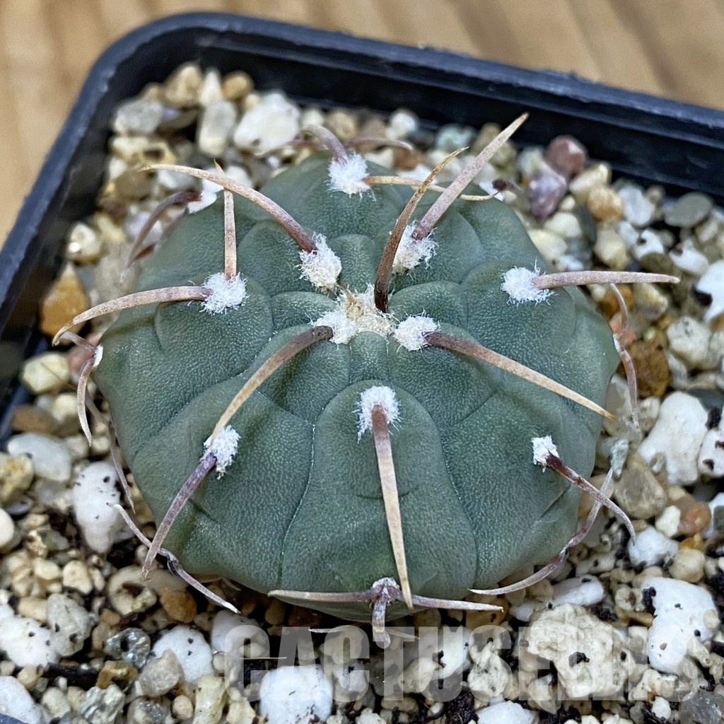 SH21199 Gymnocalycium vatteri, selection