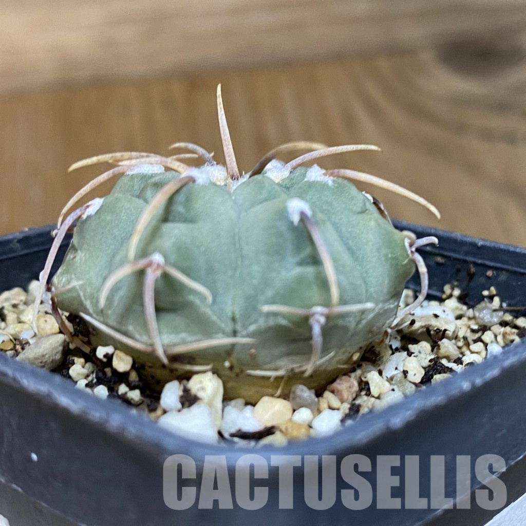 SH21199 Gymnocalycium vatteri, selection - Obrázek 2