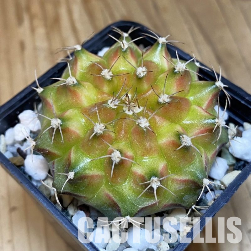 SH23039 Gymnocalycium mihanovichii ‘Neon’ hybrid