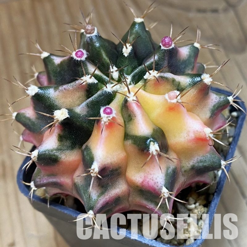 SH4058 Gymnocalycium mihanovichii f. variegata, seedling