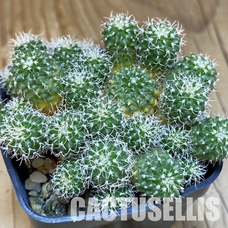 SH9417 Turbinicarpus horripilus f. monstrosa