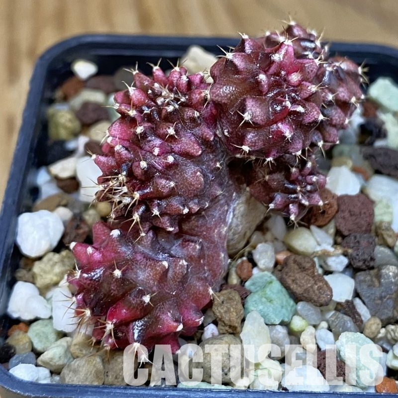 SH21491 Gymnocalycium mihanovichii variegata f. cristata