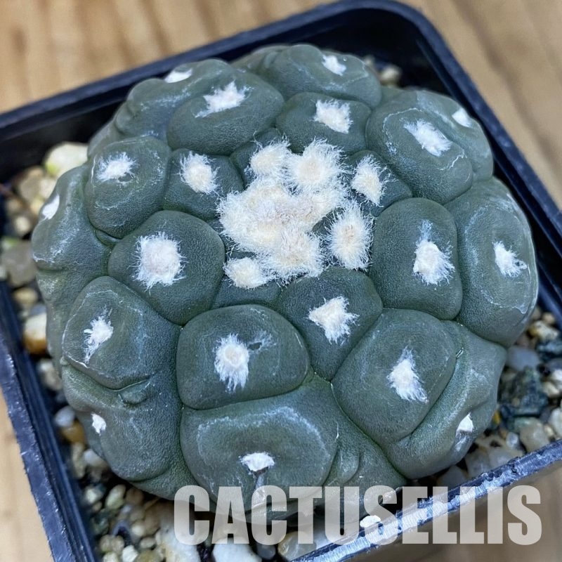SH9759 Astrophytum asterias ‘Kikko Lizart Skin’