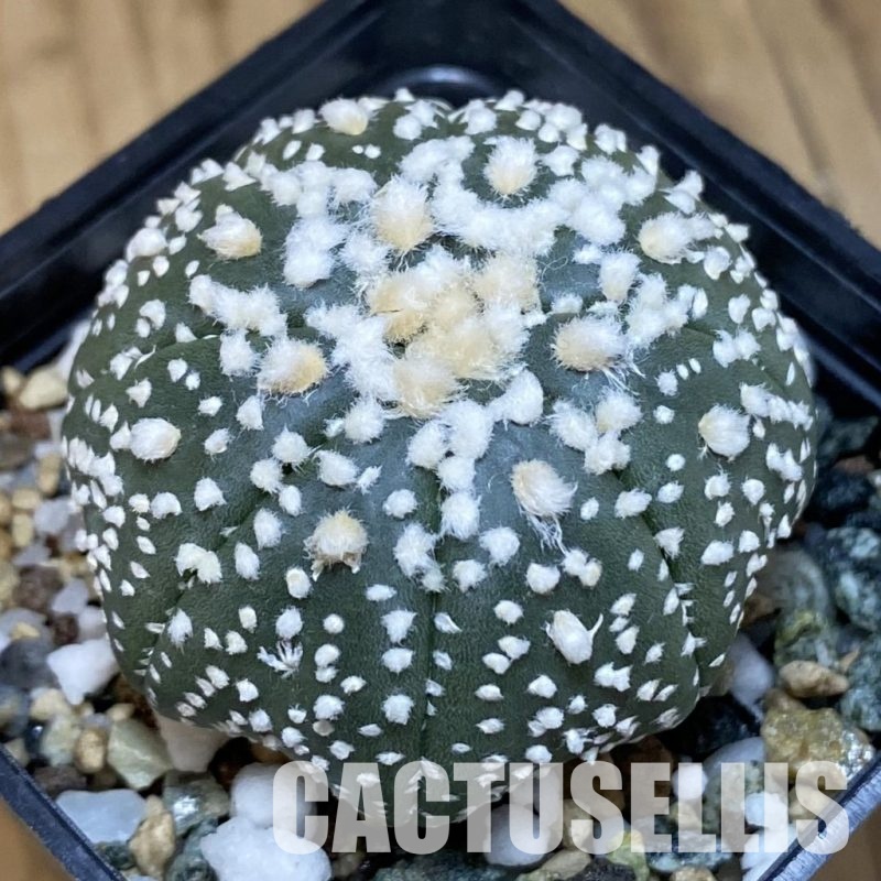 SH22213 Astrophytum asterias ‘Hanazono’