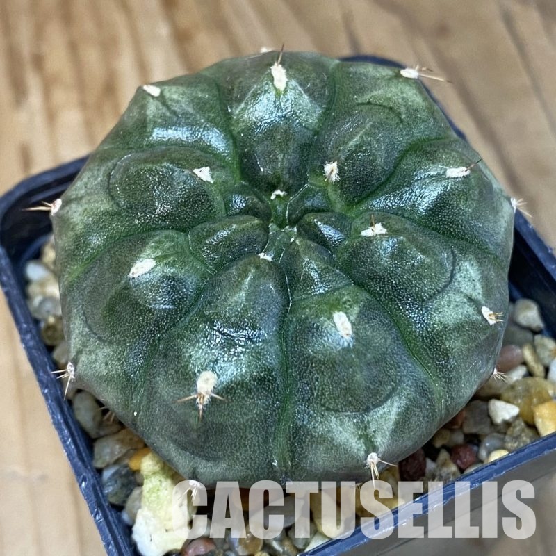 SH4747 Gymnocalycium mihanovichii ‘Day Dream’, seedling