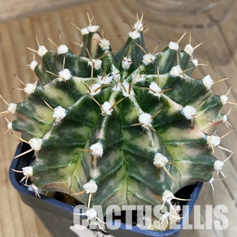 SH9480 Gymnocalycium mihanovichii 'Fantasia'