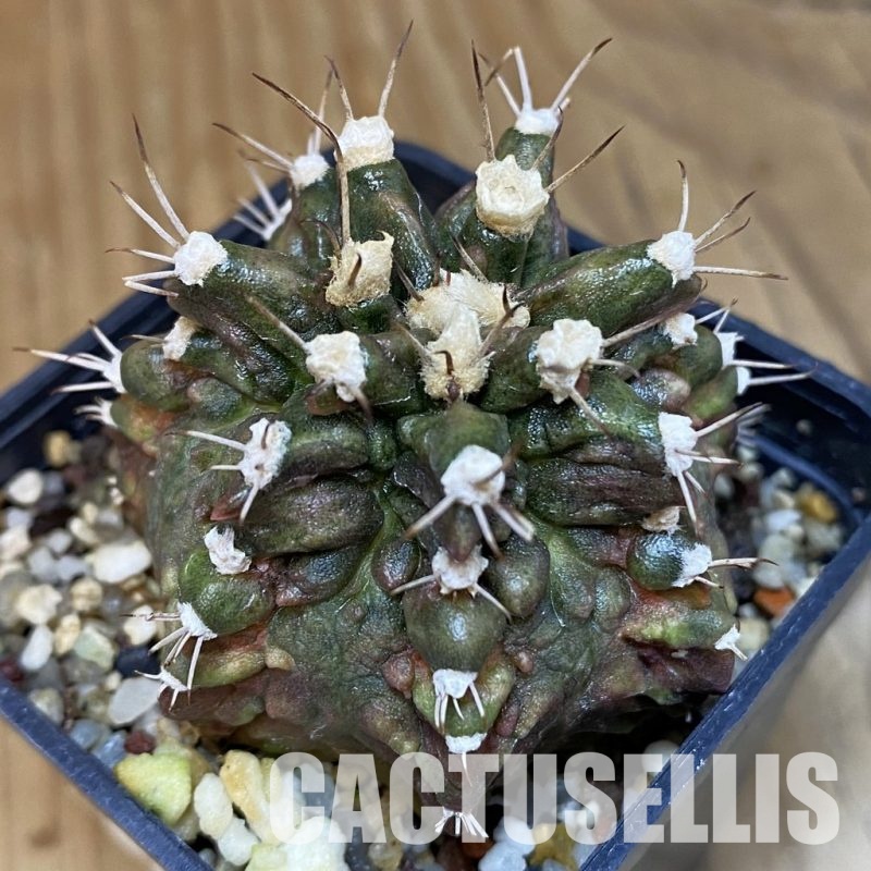 SH8845 Gymnocalycium mihanovichii T-Rex