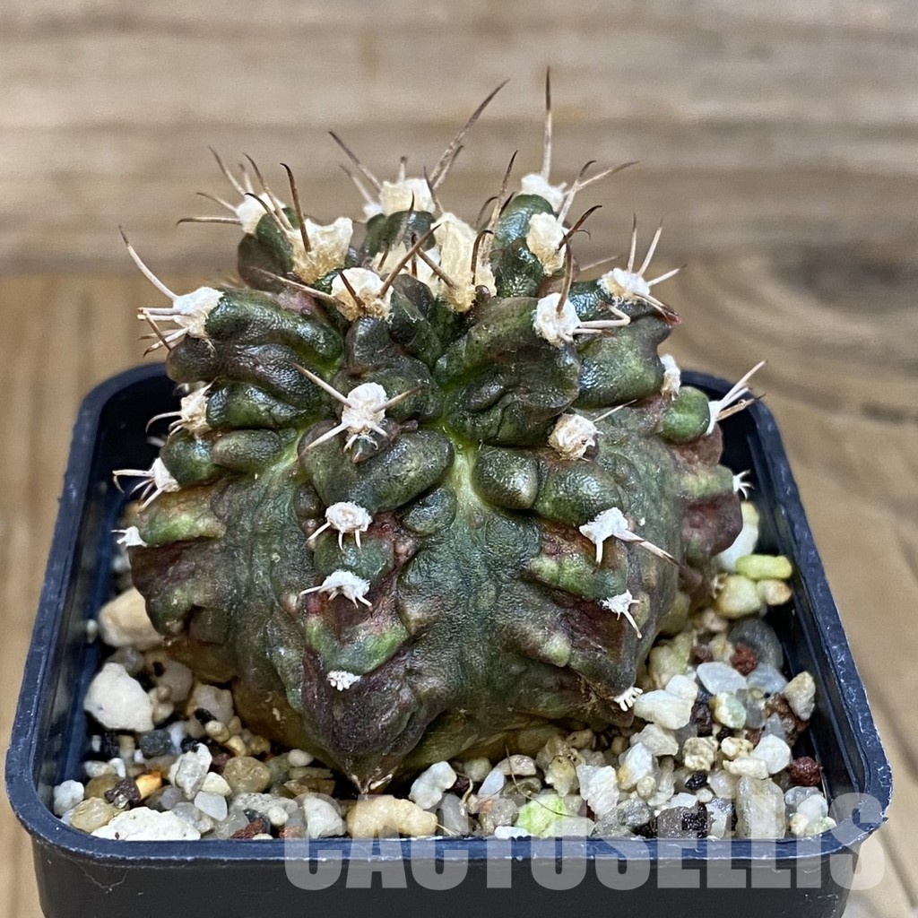 SH8845 Gymnocalycium mihanovichii T-Rex - Obrázek 2