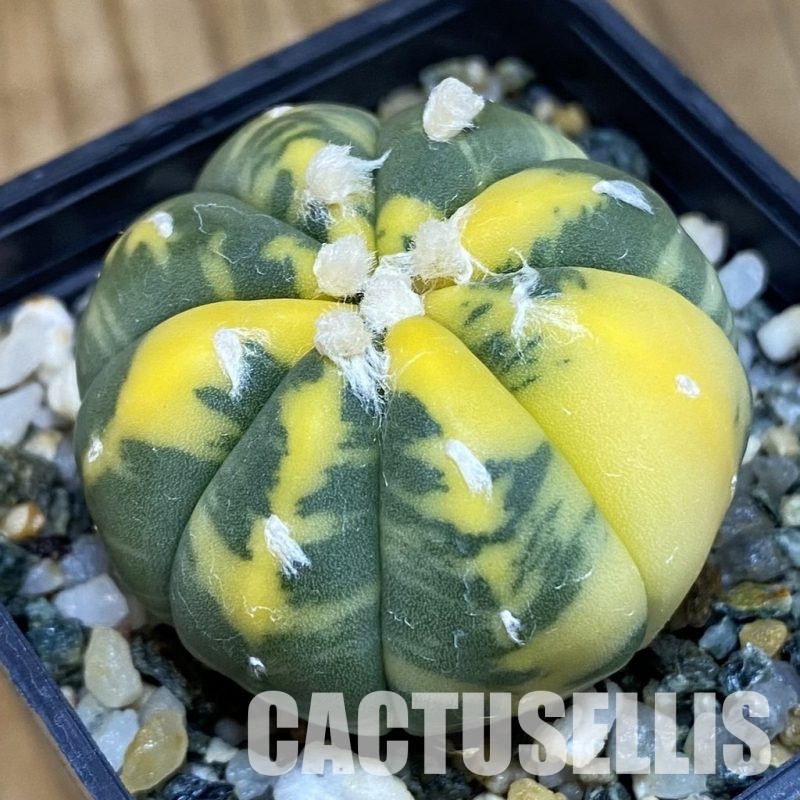 SH9307 Astrophytum asterias f. variegata