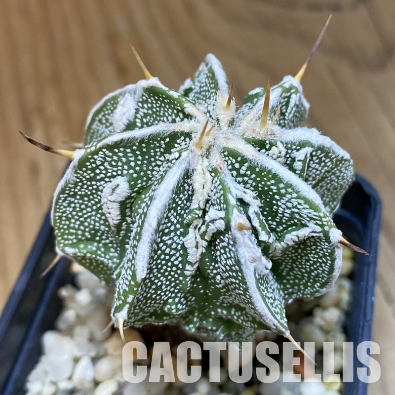 SH13705 Astrophytum ornatum 'Fukuryu'