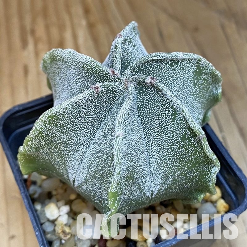 SH12774 Astrophytum myriostigma v. multicostatum