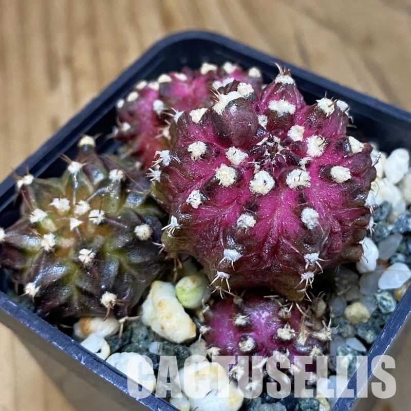 SH12796 Gymnocalycium mihanovichii 'T-Lux', seedling