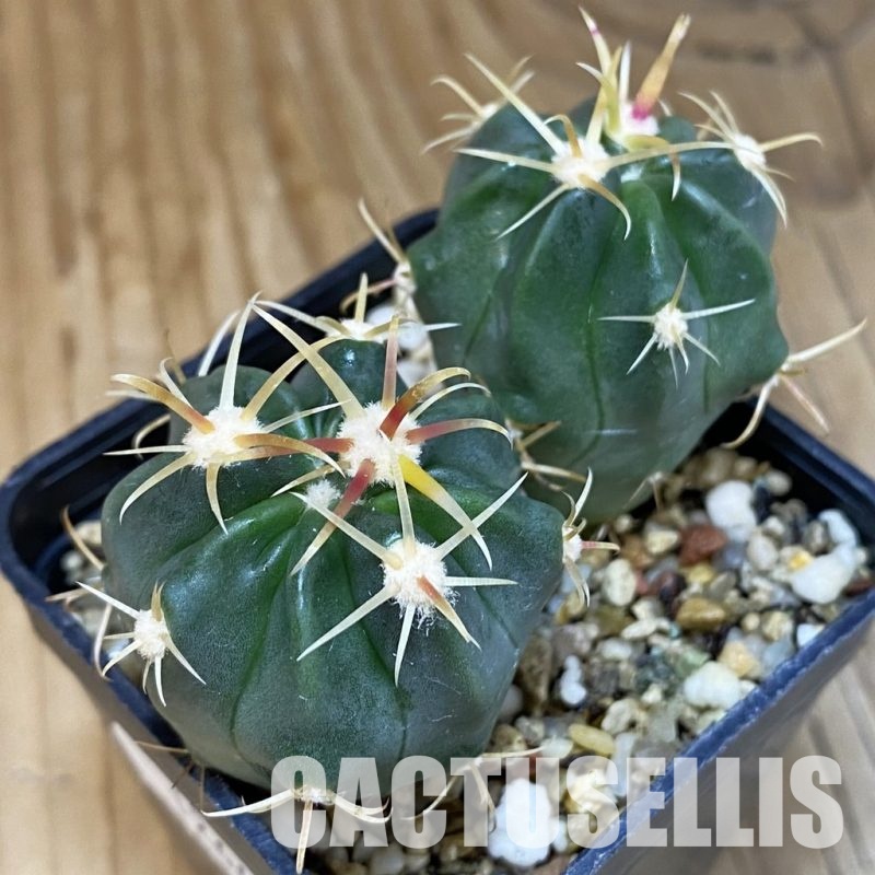 SH12648 Ferocactus latispinus, 2 plants