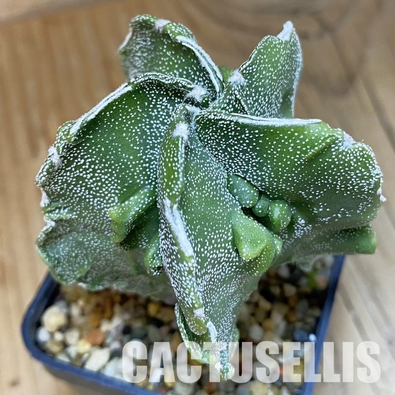 SH14819 Astrophytum myriostigma ‘Fukuryu’