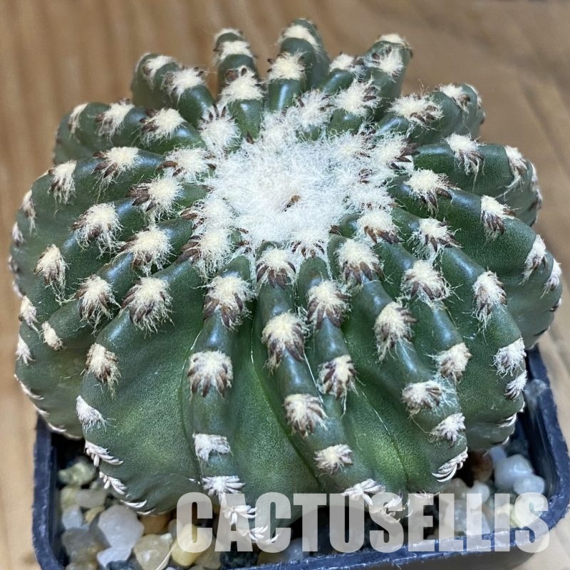 SH14765 Discocactus horstii